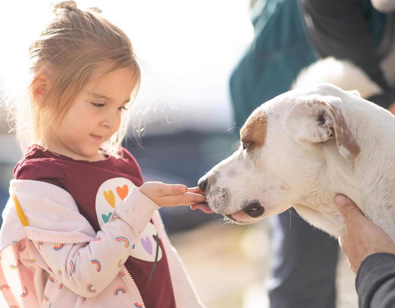 Lander pet connection - little girl petting dog