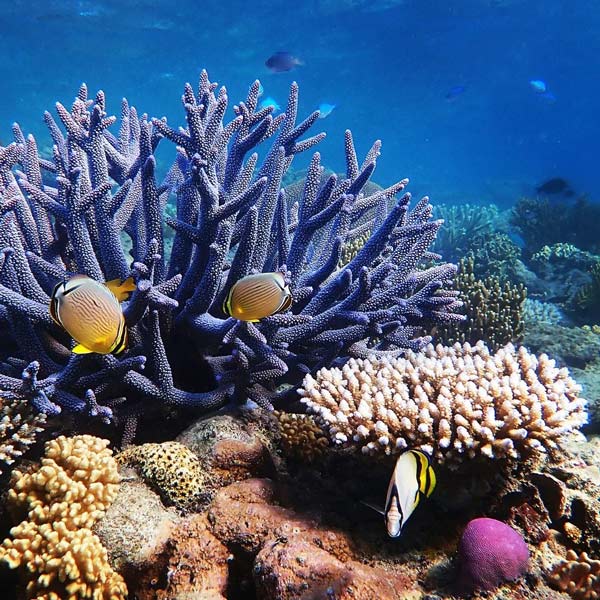 Coral reef of Papua New Guinean
